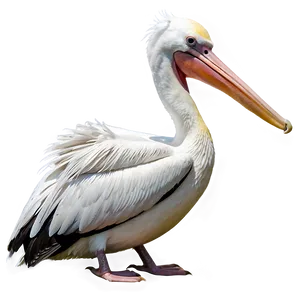 Pelican In Tropical Setting Png 06242024 PNG image