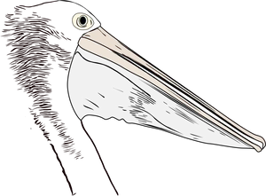 Pelican Profile Illustration PNG