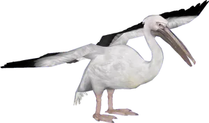 Pelican Spread Wings PNG image