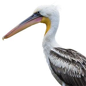 Pelican Under Stormy Skies PNG 06242024 PNG