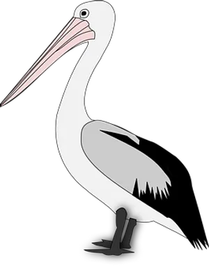 Pelican_ Vector_ Graphic PNG
