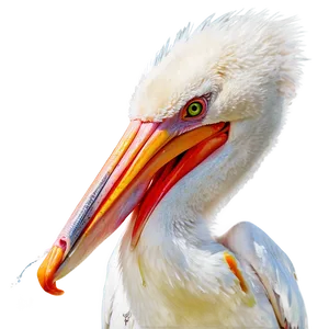 Pelican With Fish Prey PNG Bta PNG