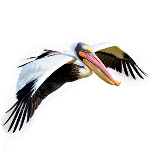 Pelican With Spread Wings PNG 06242024 PNG