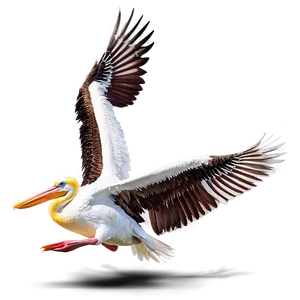 Pelican With Spread Wings PNG Mnr95 PNG