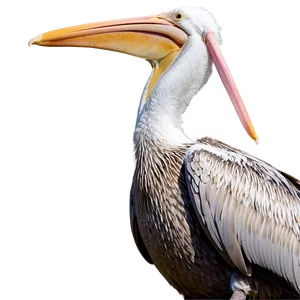 Pelican With Young Ones PNG Kgm5 PNG