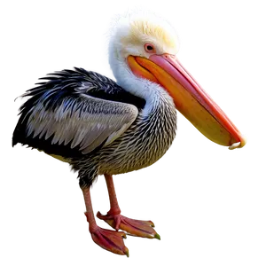 Pelican With Young Ones Png Ruk19 PNG image