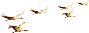 Pelicans_in_ Flight_ Formation PNG image