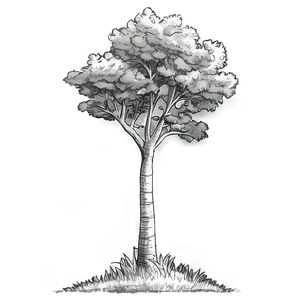 Pencil Sketch Tree PNG 06122024 PNG