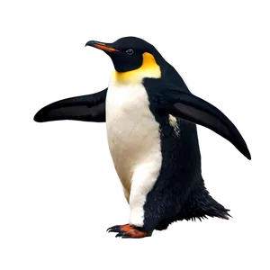 Penguin Art PNG Cxf