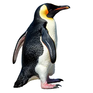 Penguin Bird Antarctic PNG 05032024