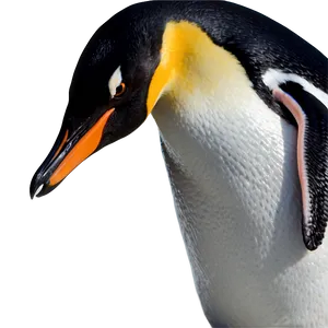 Penguin Bird Antarctic PNG Gen