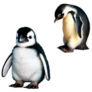 Penguin Chick PNG 83