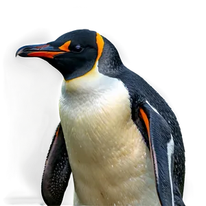 Penguin In The Wild Png Kgd PNG image