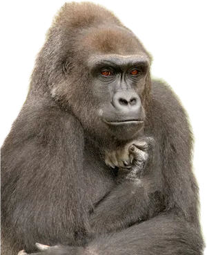 Pensive Gorilla Portrait PNG image
