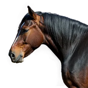 Pensive Mustang Horse Gaze Png 2 PNG image