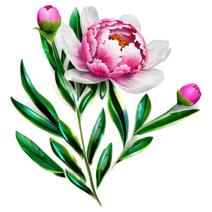 Peony Clipart Png 05252024 PNG image