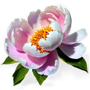 Peony Clipart PNG Dsb75 PNG