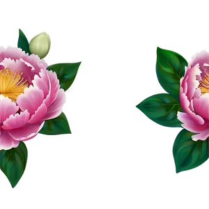 Peony Flower Border Png 05252024 PNG image