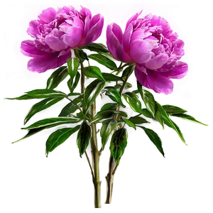 Peony Flower Bush PNG 06122024