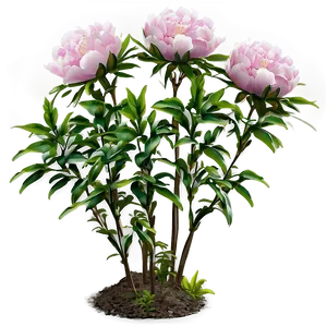 Peony Flower Bush PNG 06122024 PNG