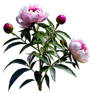 Peony Flower Bush PNG 06122024