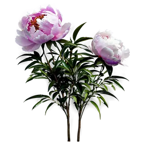 Peony Flower Bush PNG Rtd
