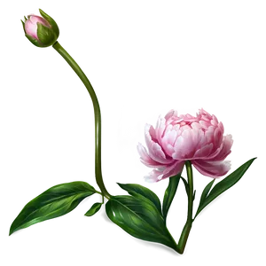 Peony Flower Illustration PNG 05252024