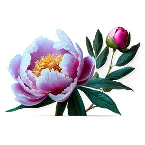 Peony Flower Illustration PNG 49