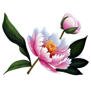 Peony Flower Illustration PNG 69