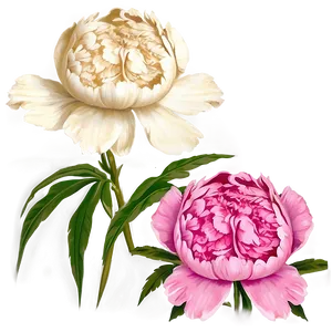 Peony Flower Outline Art Png Cwu43 PNG image