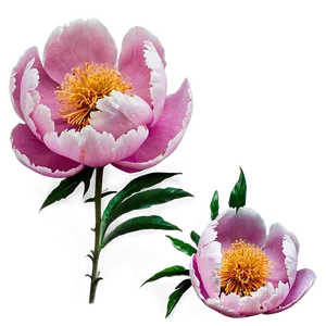 Peony Flower Outline Art Png Mrd PNG image