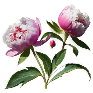 Peony Flower Transparent Png 05252024 PNG image