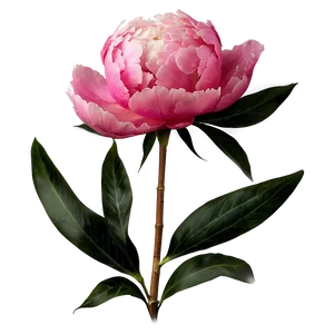 Peony Flower Transparent Png Bnv PNG image