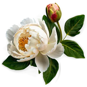 "peony Promise: Soft And Lush Flower PNG" C