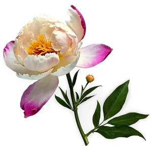 "peony Promise: Soft And Lush Flower PNG" D