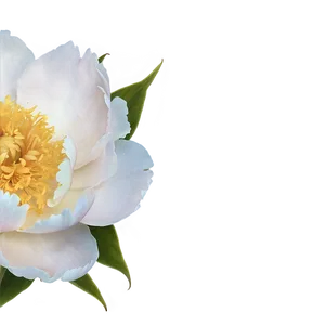Peony Softness PNG 22