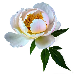 Peony Softness PNG 76