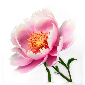Peony Softness PNG Akd