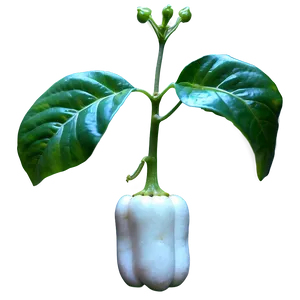 Pepper Plant Png 05242024 PNG image