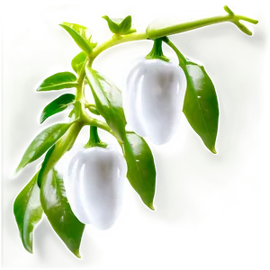 Pepper Plant Png 28 PNG image