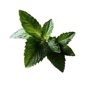 Peppermint Leaves Png 06262024 PNG image