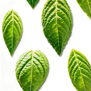Peppermint Tea Leaf PNG 05242024