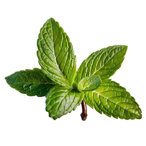 Peppermint Tea Leaf PNG Ryh60