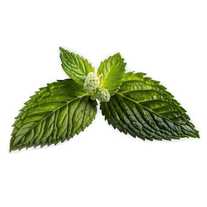 Peppermint Tea Leaf PNG Tel