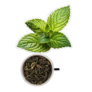Peppermint Tea Leaf PNG Tfm