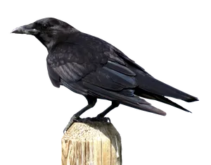 Perched Black Crow PNG image