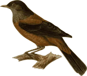 Perched Brown Bird Illustration
