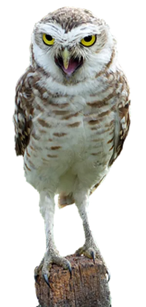 Perched Burrowing Owl Portrait PNG image