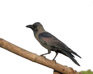 Perched Crow Black Background PNG image