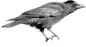 Perched Crow Gray Scale PNG image